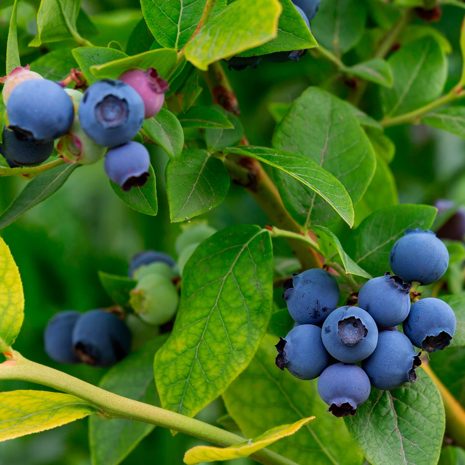 Bilberry