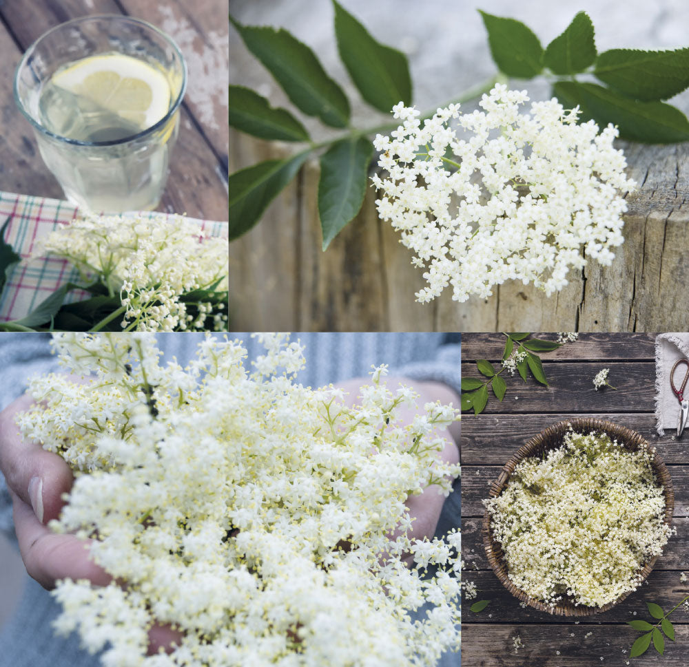 Elderflower