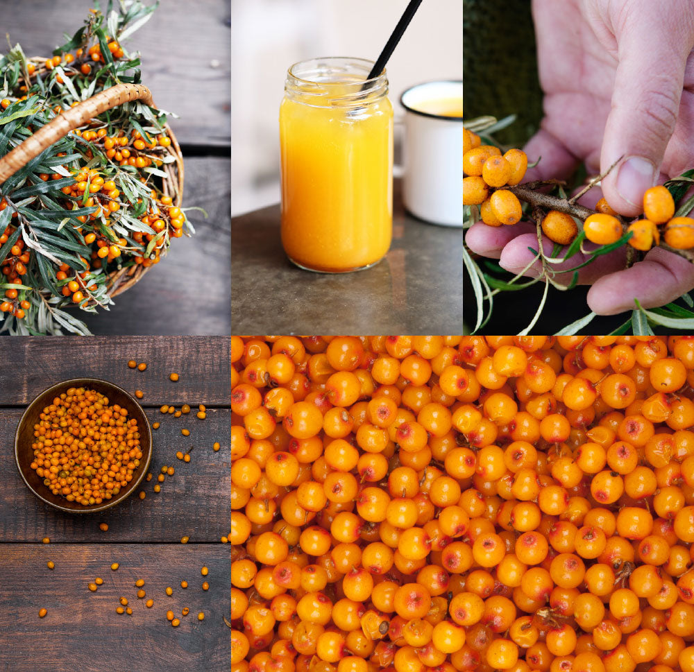 Sea Buckthorn