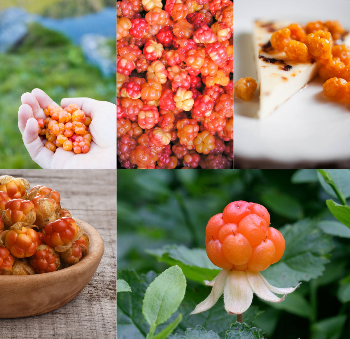 Arctic Cloudberry