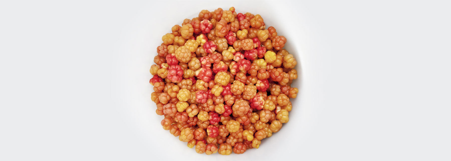 Arctic Cloudberry