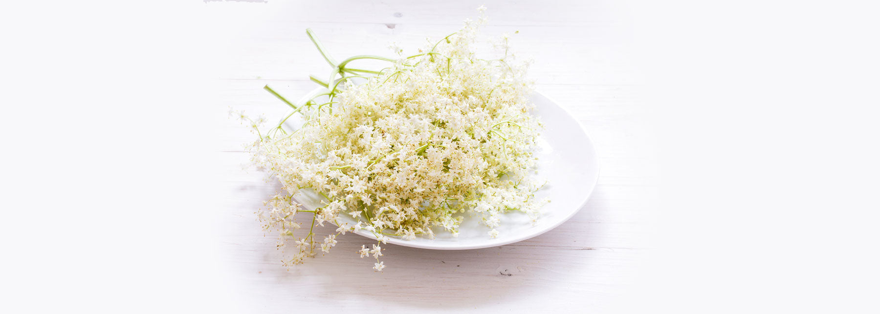 Elderflower