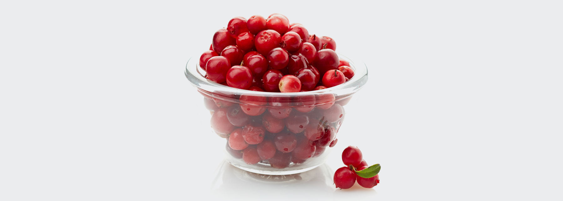 Lingonberry